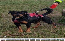 Rottweiler dogs for sale: 3 year old Female Rottweiler (4 yrs in Sept) - Image 1
