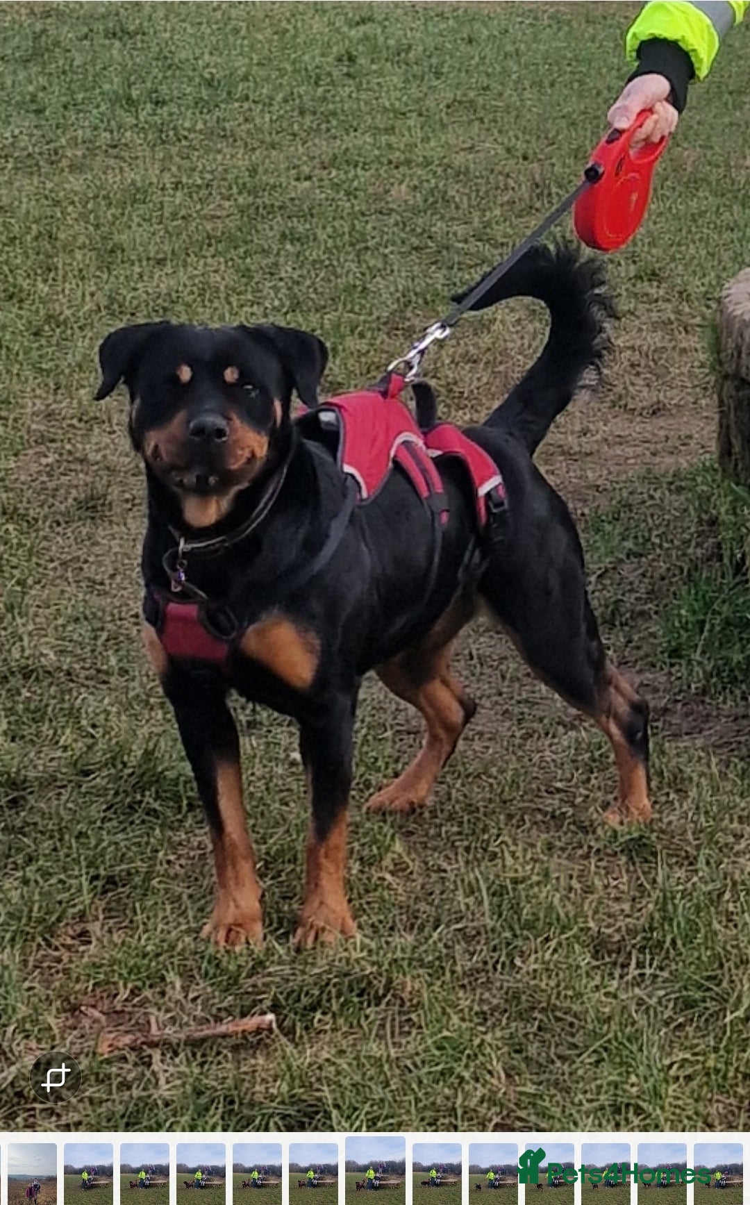 Rottweiler dogs for sale: 3 year old Female Rottweiler (4 yrs in Sept) - Image 1