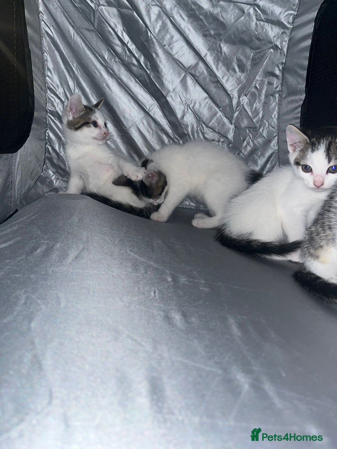 Tibetan cats for sale: Beautiful male kittens on sale - Advert 12