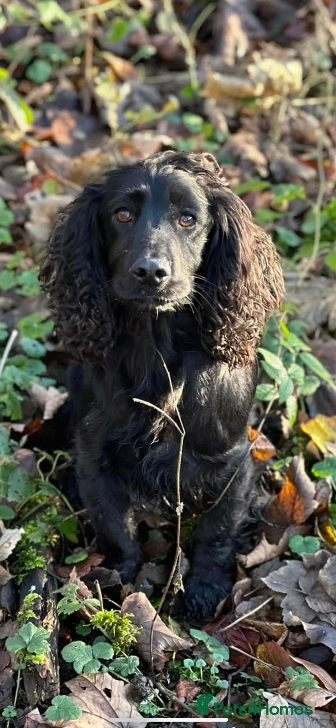 Cocker Spaniel dogs for stud: Fully health tested cocker stud dog in Preston - Advert 3