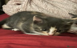 British Shorthair cats for sale: Beautiful loving kittens  - Image 16