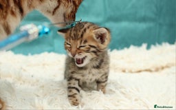 Bengal cats for sale: 🔥Beautiful little bengal girl for reservation🔥 - Image 8