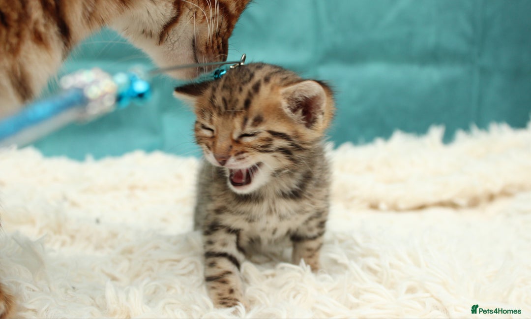 Bengal cats for sale: 🔥Beautiful little bengal girl for reservation🔥 - Image 8