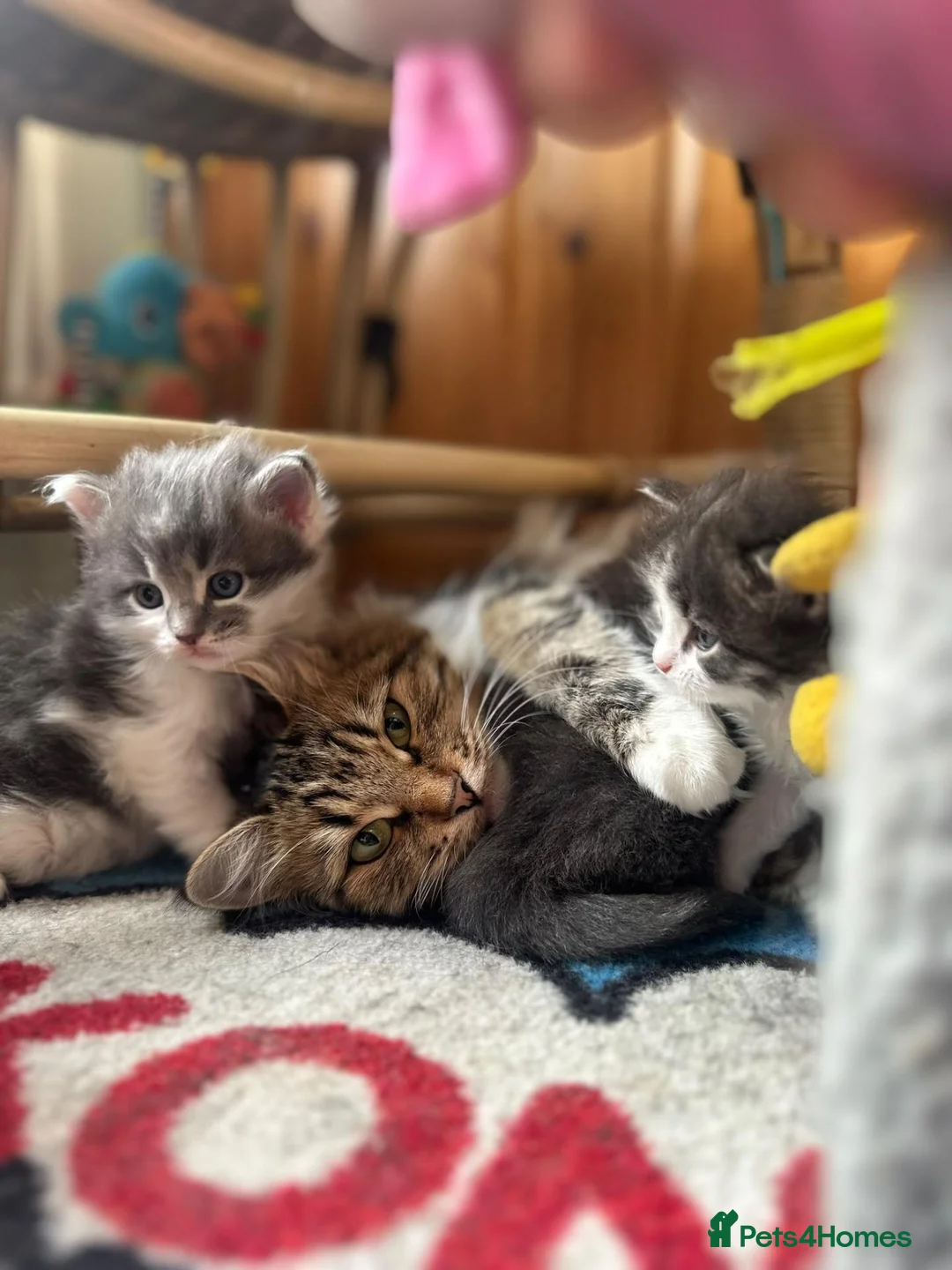 Siberian cats for sale: Traditional Siberian Tica reg, healthtested Boys  - Advert 1