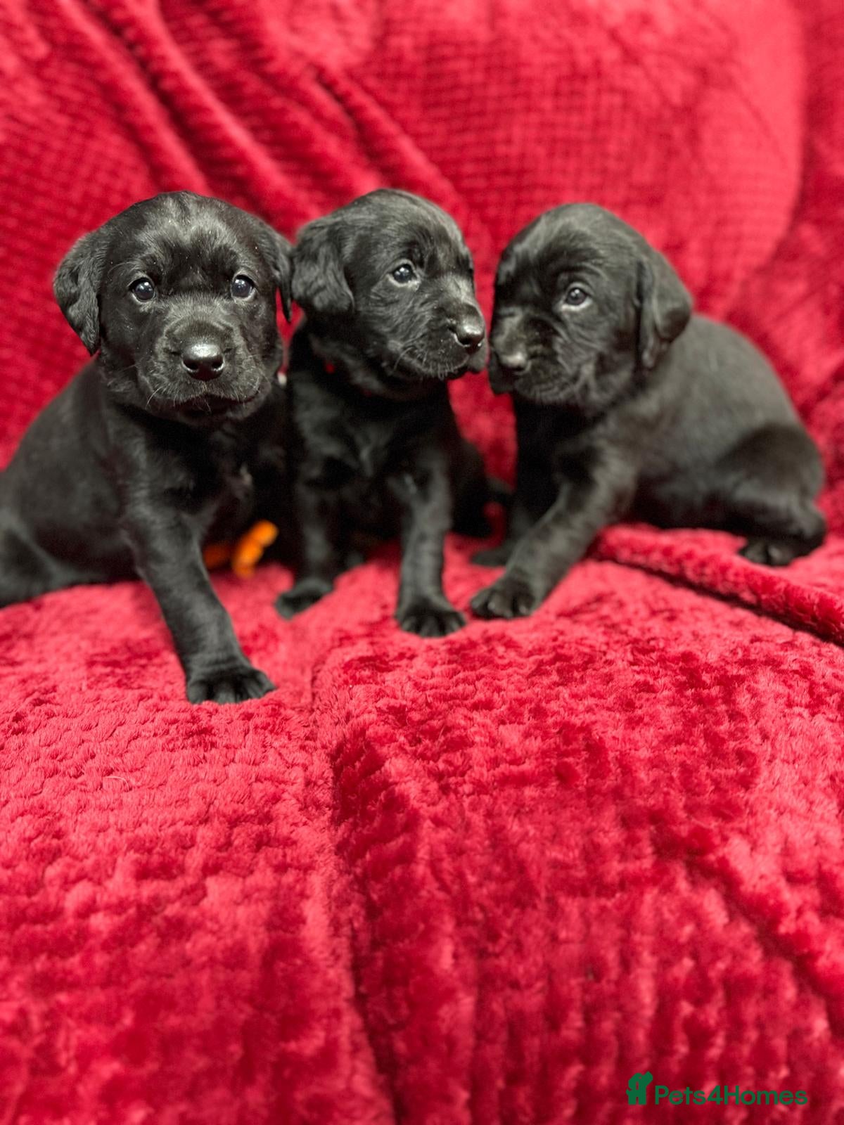 Labrador Retriever dogs Black Labrador Puppies  - Advert 1