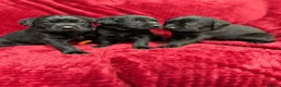 Labrador Retriever dogs for sale: Black Labrador Puppies  - Advert 1