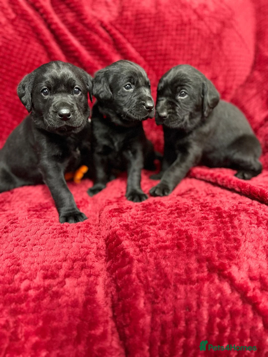 Labrador Retriever dogs for sale: Black Labrador Puppies  - Advert 1