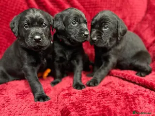 Labrador Retriever dogs Black Labrador Puppies - Advert 1