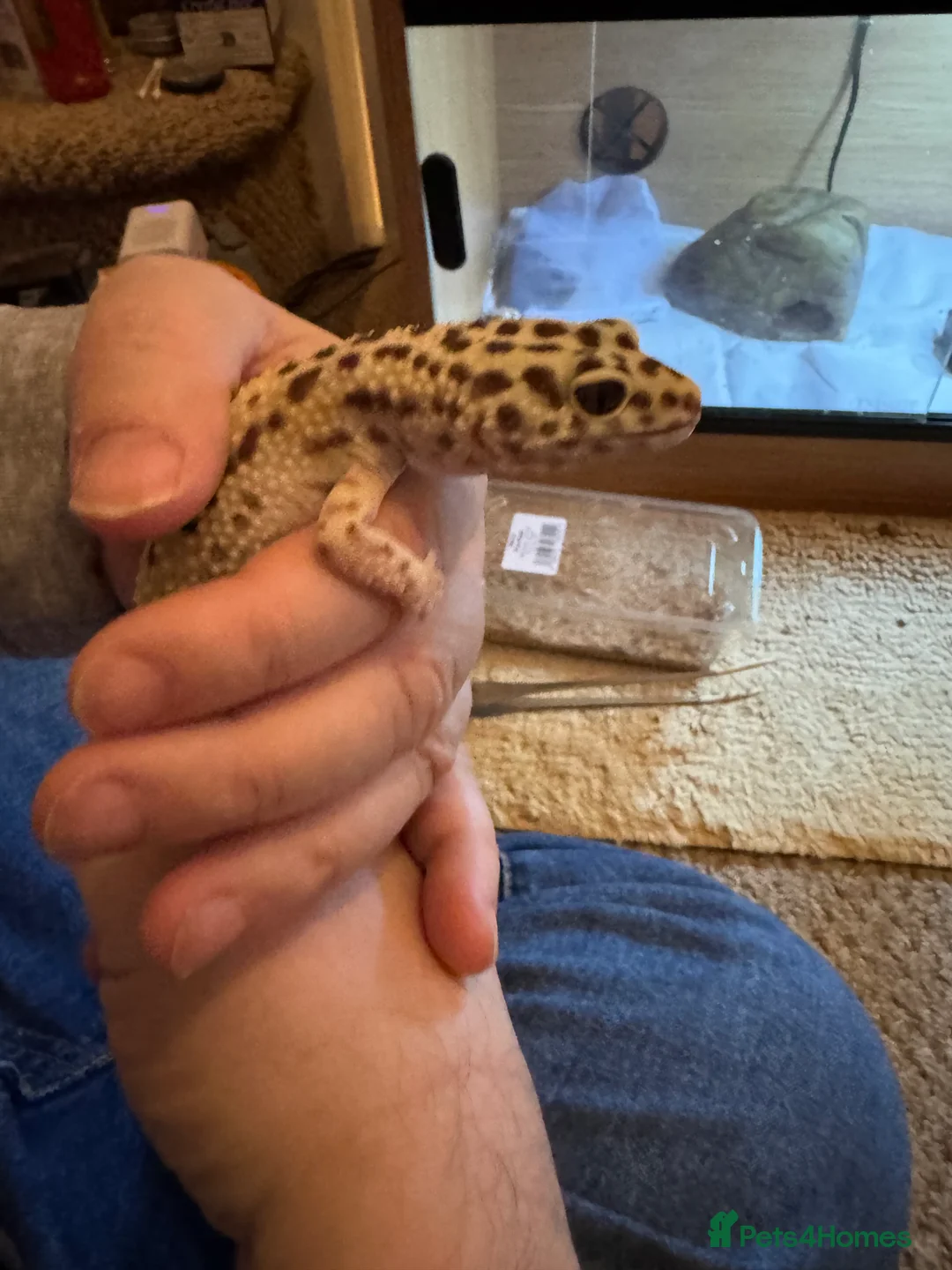 Leopard Gecko reptiles for sale: Beloved leopard gecko for sale - ASAP - Advert 6