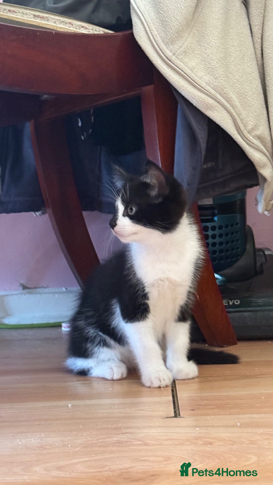 Mixed Breed cats 3 little males looking for a new home - Advert 14