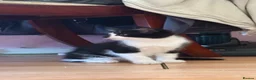 Mixed Breed cats for sale: 3 little males looking for a new home - Advert 12