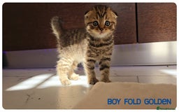 Scottish Fold cats for sale: Scottish Fold Kittens (Delivery available) - Image 10