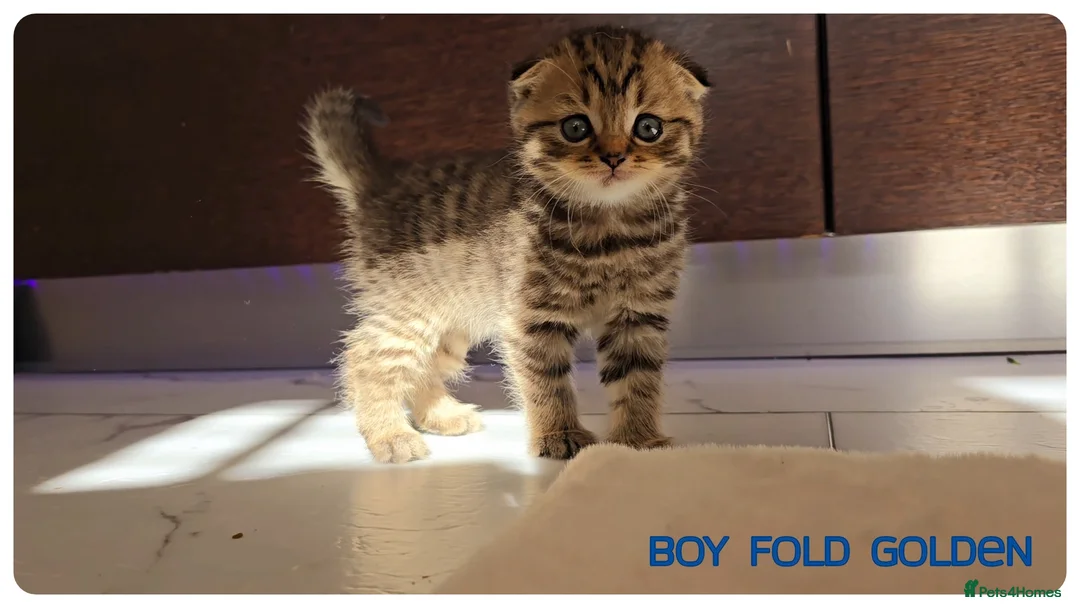 Scottish Fold cats for sale: Scottish Fold Kittens - Advert 3