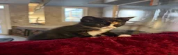 British Shorthair cats for sale: 2 Adorable BSH mixed breed kittens. - Advert 10