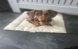 Miniature Dachshund dogs for sale: Pup for sale due to change in job - Image 3