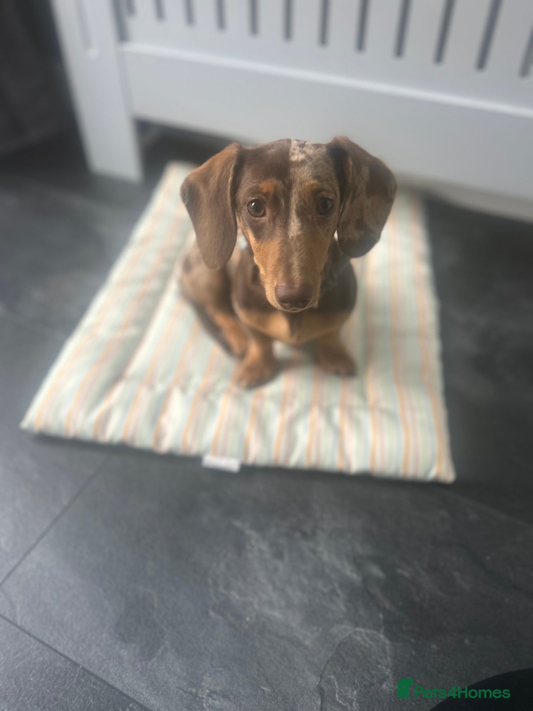 Miniature Dachshund dogs for sale: Pup for sale due to change in job - Image 3