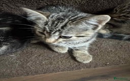 Mixed Breed cats for sale: Adorable Mixed Breed Kitten for Sale! - Image 22
