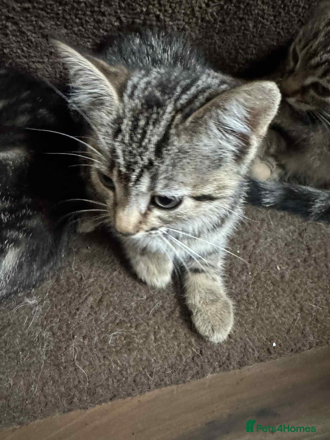 Mixed Breed cats for sale: Adorable Mixed Breed Kitten for Sale! - Image 22