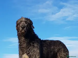 Irish Wolfhound dogs Irish Wolfhound Stud - Advert 14