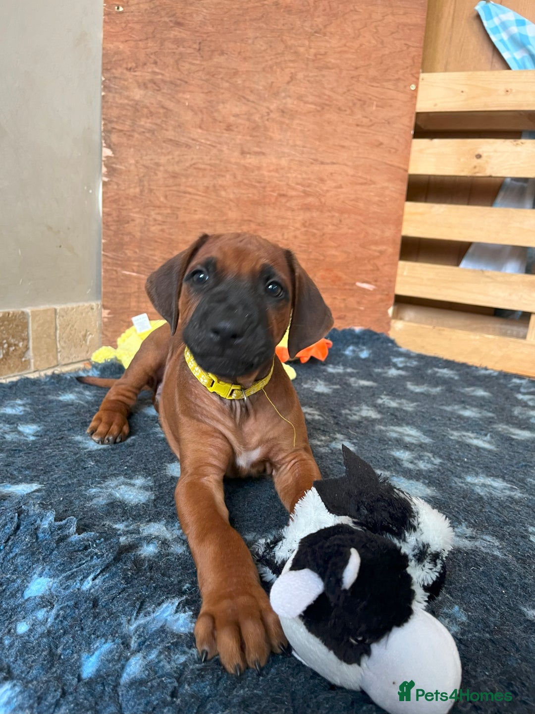 Rhodesian Ridgeback dogs for sale: Ridgeback: Chunky, Large Paws and Full Ridges  in Buckley - Image 16