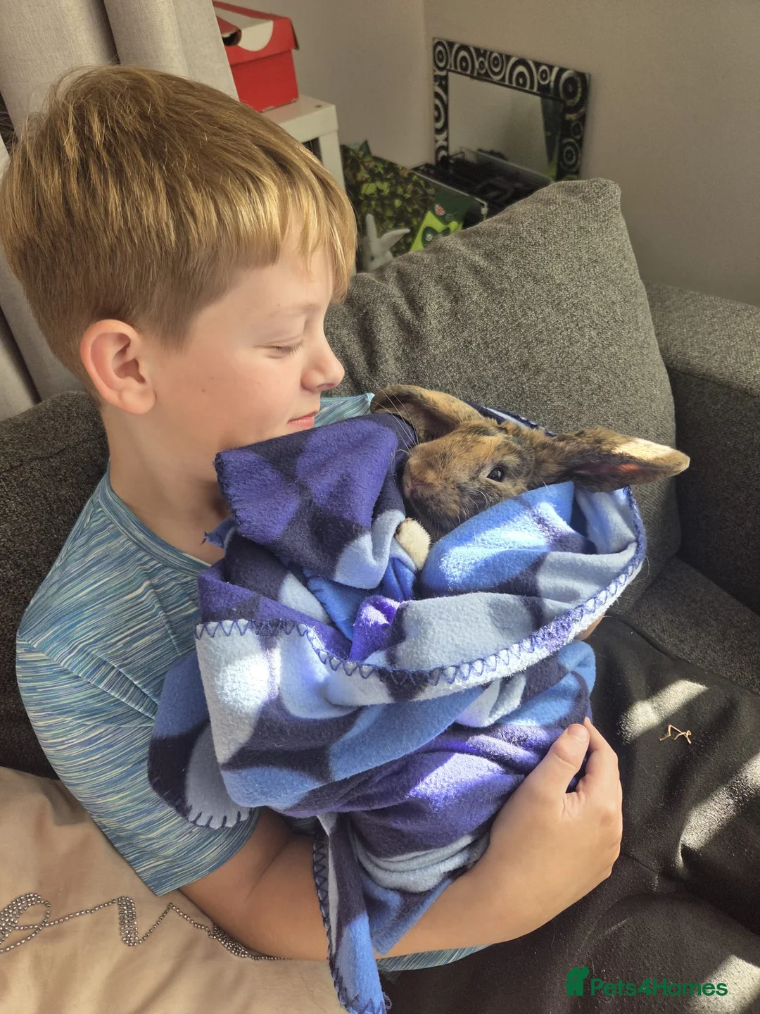 Mini Lop rabbits for sale: Male lop in Stockport - Advert 3