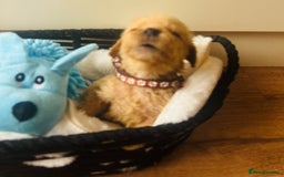 Labradoodle dogs for sale: F1 Labradoodles  - Image 7