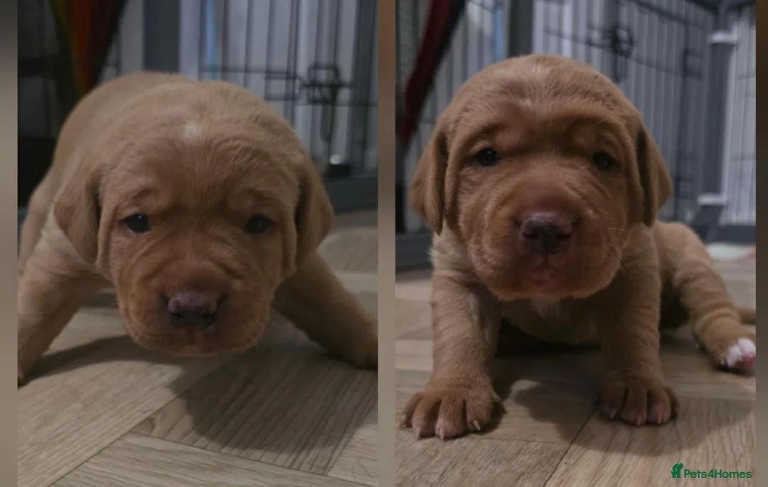 Mixed Breed dogs for sale: Golden / Fox Red Labrastaff × Labrador Puppies 🐾 - Advert 1