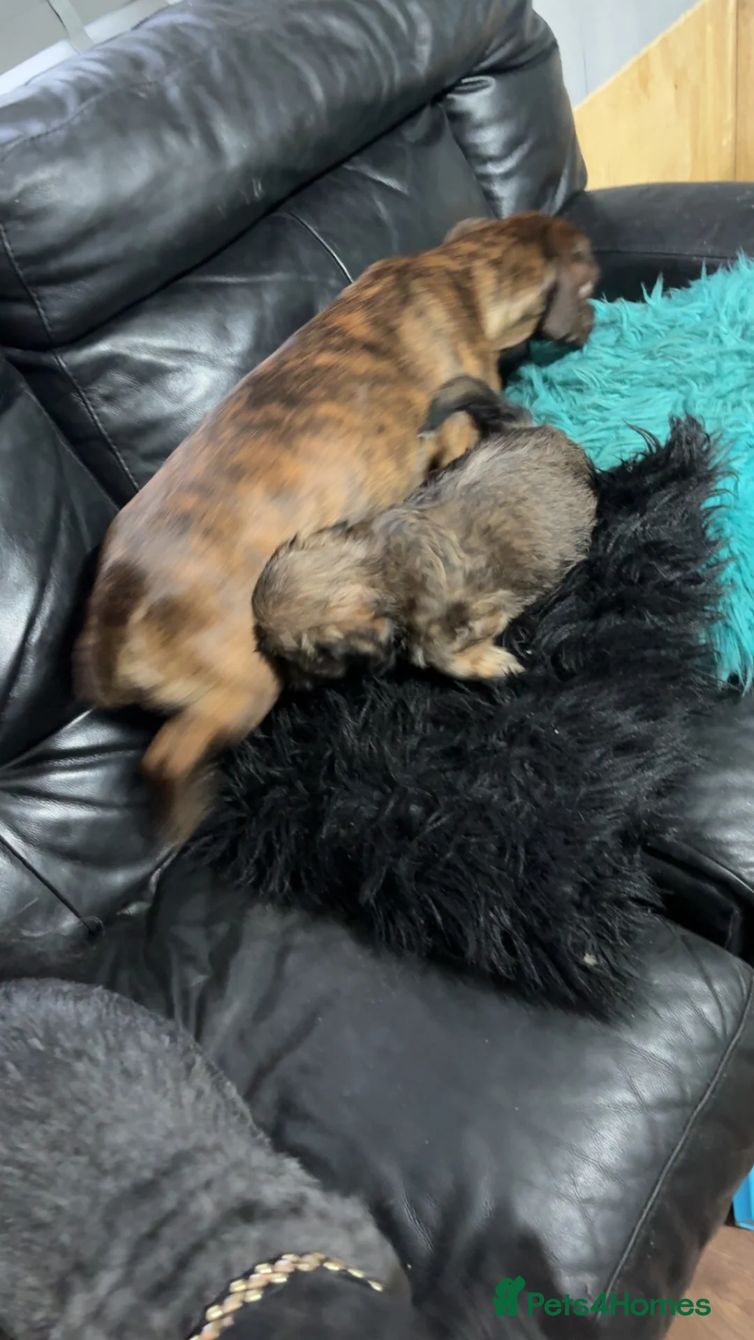 Mixed Breed dogs for sale: Puppies look for forever homes xx in Stafford - Advert 2
