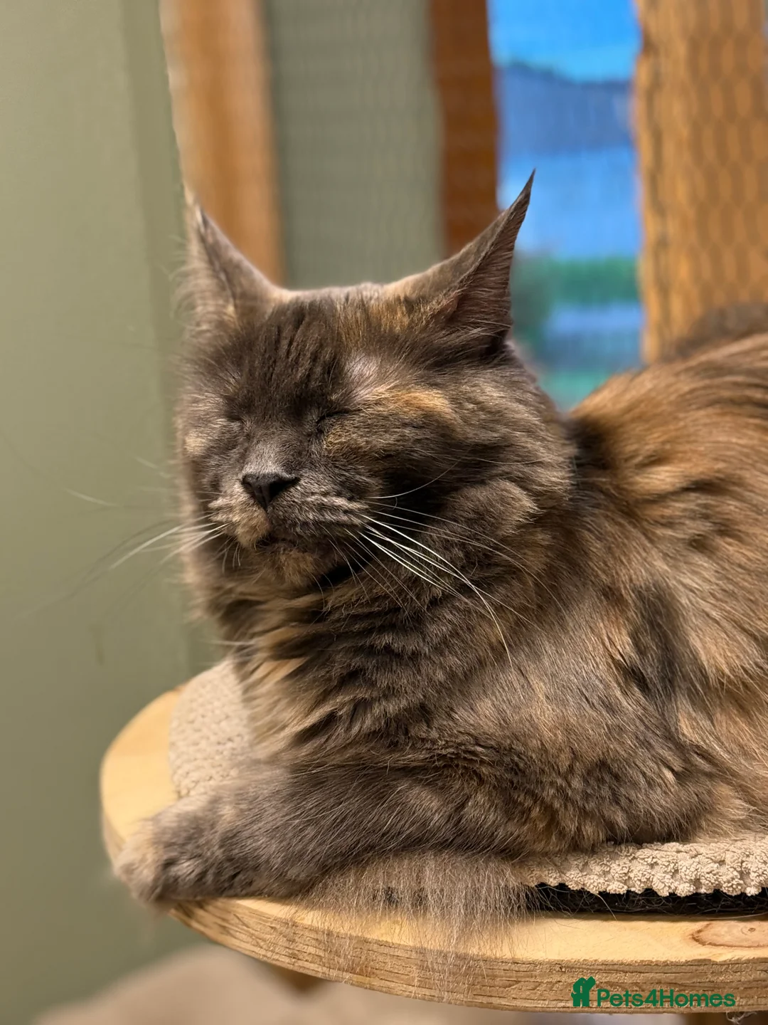 Maine Coon cats for sale: Maine coon - Advert 4