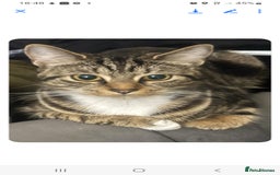 Mixed Breed cats for sale: 2 female kitten ready for there forever home - Image 2