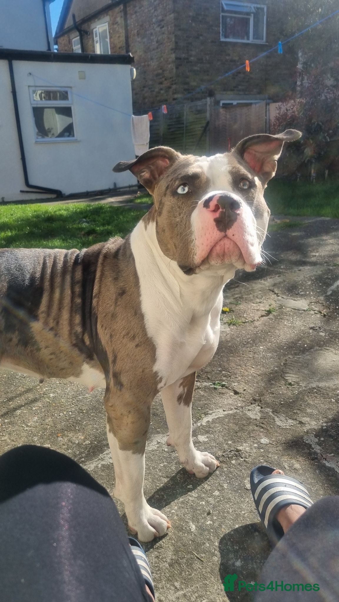 American Bulldog dogs Good home for ivy - Advert 3