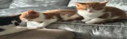 Domestic Shorthair cats for sale: Ginger male kittens  in Cannock - Advert 2