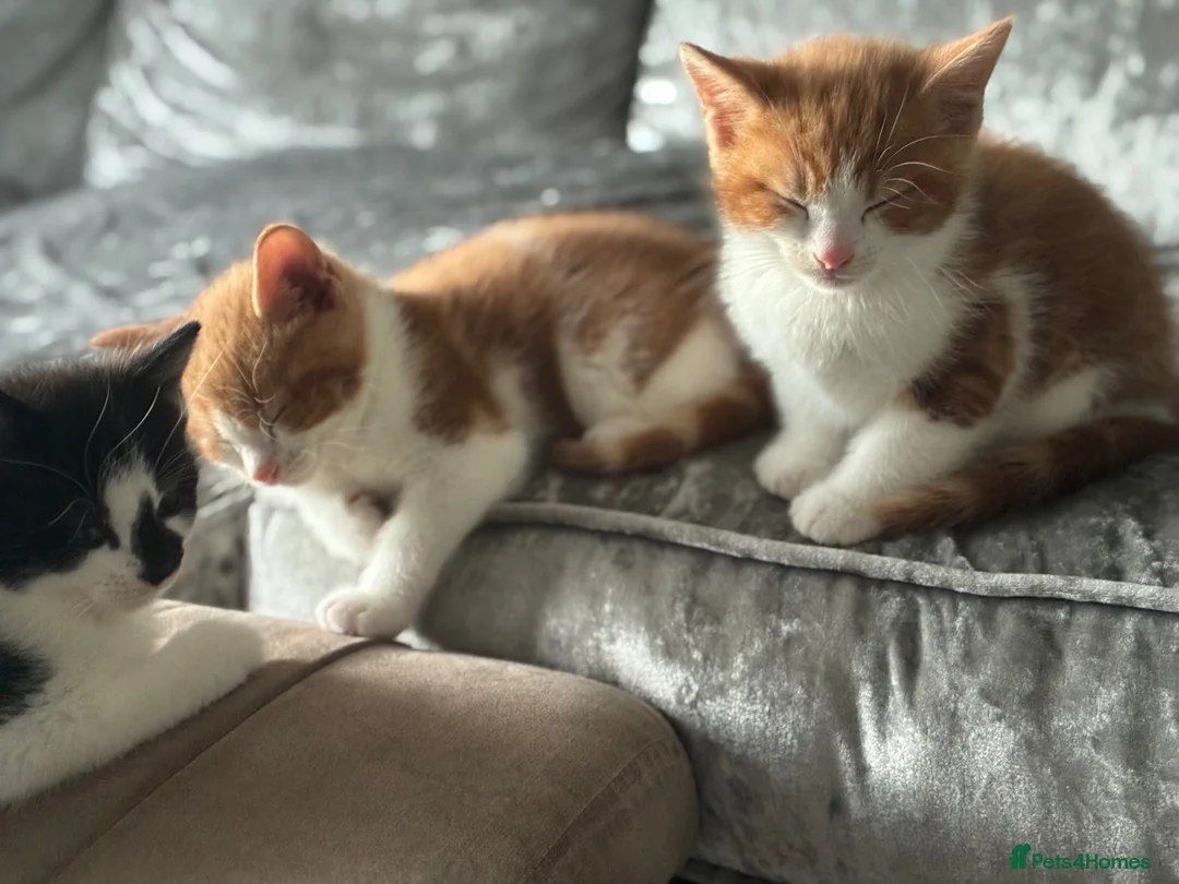 Domestic Shorthair cats for sale: Ginger male kittens  in Cannock - Advert 2