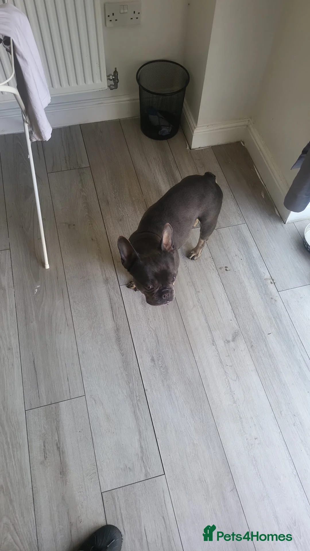 French Bulldog dogs for adoption: 🐾ZEE (ZEENA) – A Little Frenchie with a Big Heart in Nottingham - Advert 2