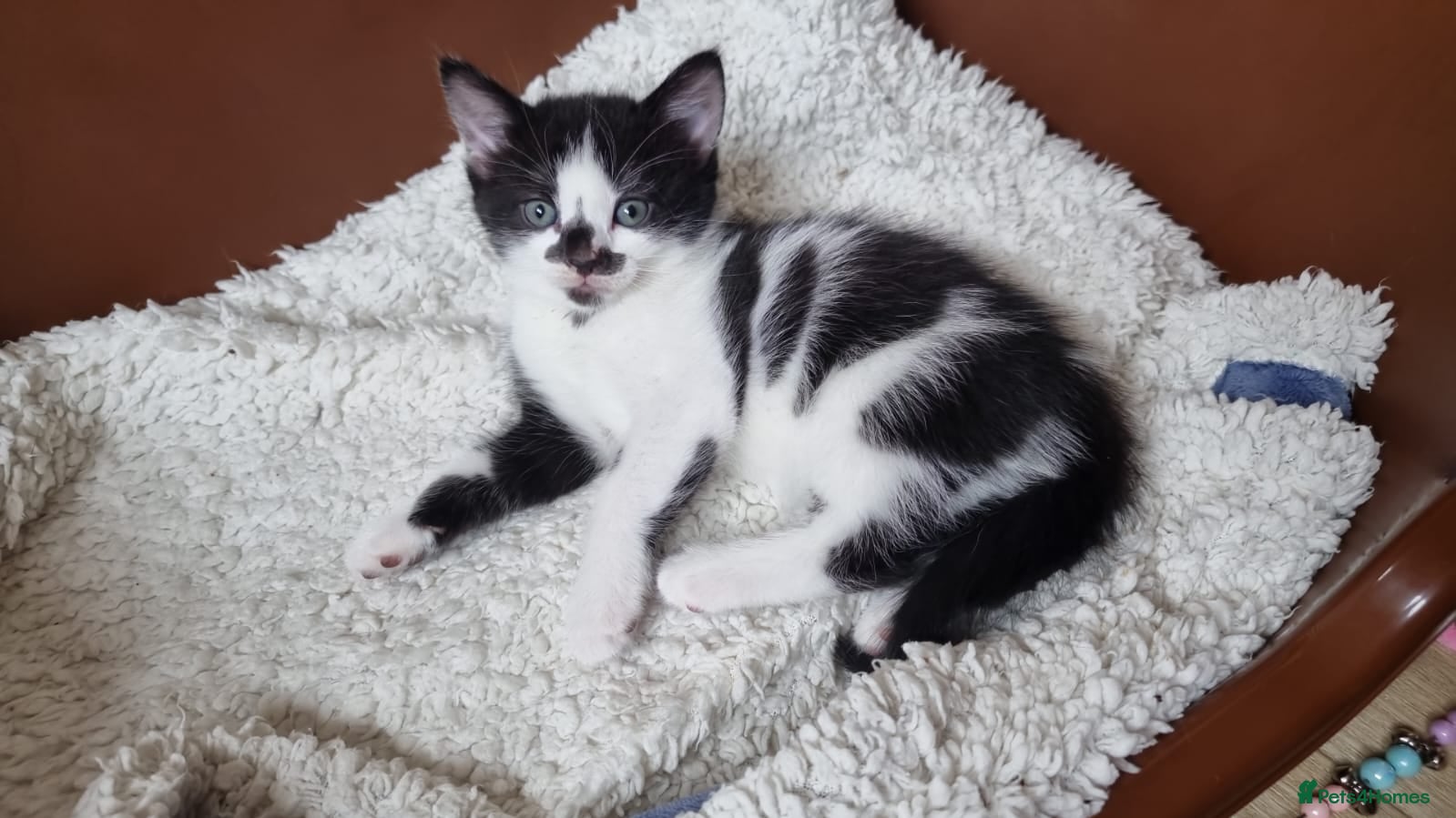 Domestic Shorthair cats  Rescued at Two Days Old  - Advert 1