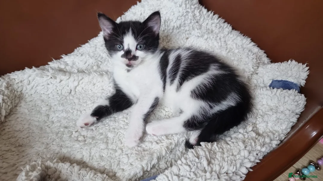 Domestic Shorthair cats for sale:  Rescued at Two Days Old  - Advert 2