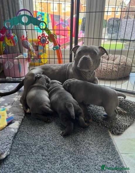 Staffordshire Bull Terrier dogs PURE Blue English Staffy puppies for sale - Advert 10