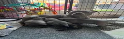 Staffordshire Bull Terrier dogs for sale: PURE Blue English Staffy puppies for sale - Advert 1
