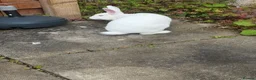 New Zealand rabbits for sale: Female white New Zealand - Advert 6