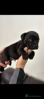 Staffordshire Bull Terrier dogs Adorable KC champion bred black staffy puppy's - Advert 11