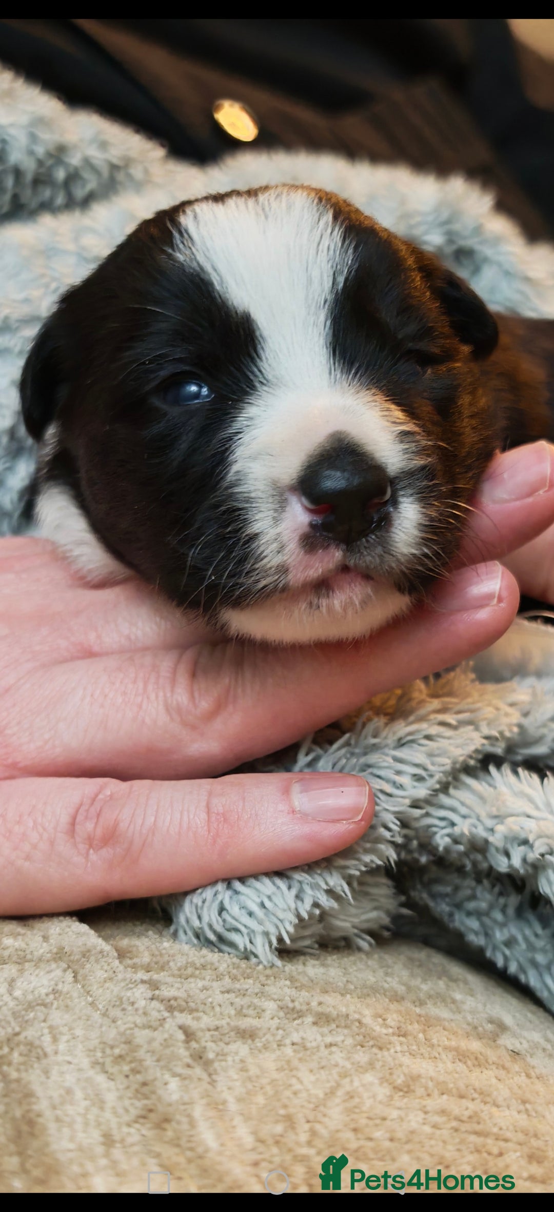 Border Collie dogs for sale: KC registered border collie puppies  - Advert 14