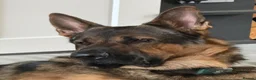 German Shepherd dogs for stud: STUD Only German Shepherd - Advert 3