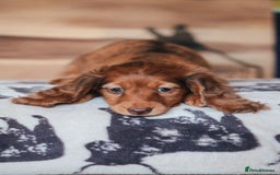 Miniature Dachshund dogs for sale: PEDIGREE MINIATURE LONGHAIRED DACHSHUNDS  - Image 9