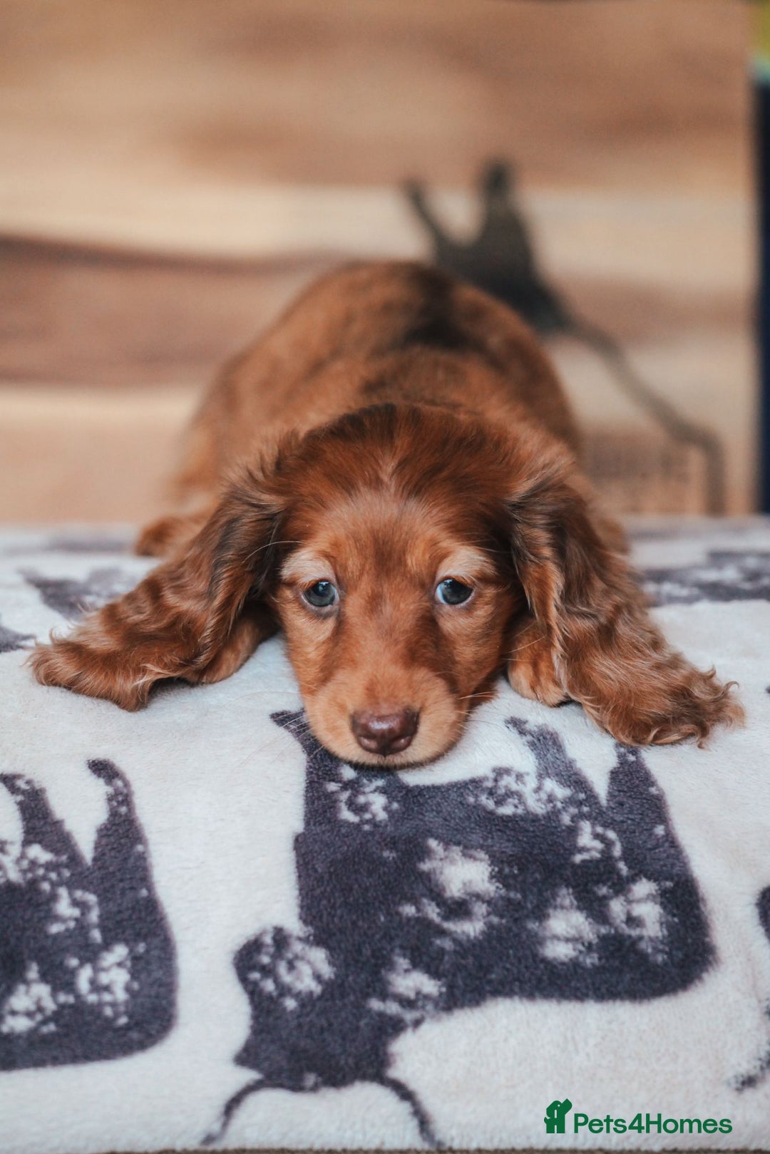Miniature Dachshund dogs for sale: PEDIGREE MINIATURE LONGHAIRED DACHSHUNDS  - Image 9