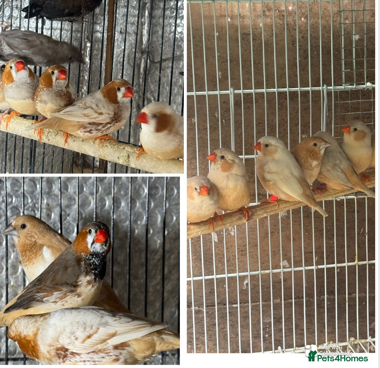 Mixed Breed birds Zebra Finches  - Advert 22