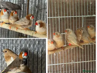 Mixed Breed birds Zebra Finches - Advert 22