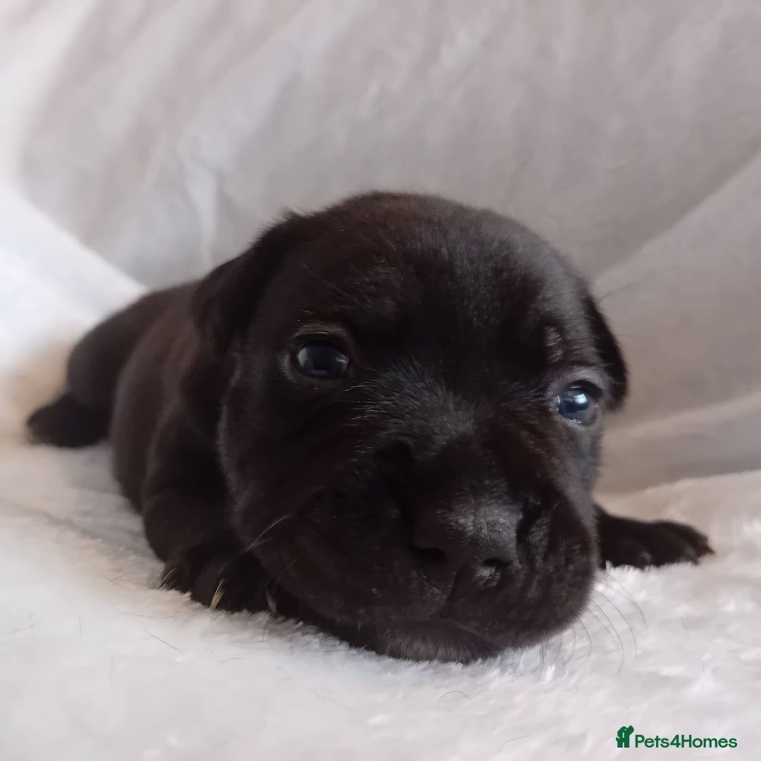 Staffordshire Bull Terrier dogs for sale: Staffordshire bull terrier pups  - Advert 12