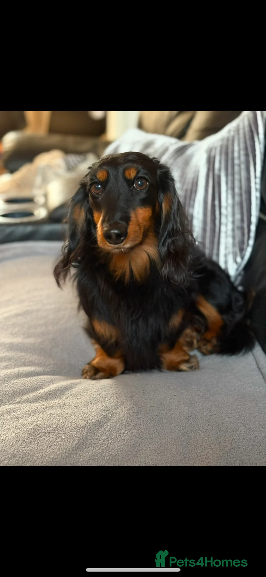 Miniature Dachshund dogs for sale: 💫10‼️💫 KC Miniature dachshund for sale 🦴🐶🐾🐾 - Advert 2