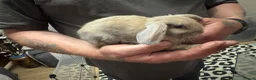 Mini Lion Lop rabbits for sale: Baby rabbits ready for new home in Merthyr Tydfil - Advert 3
