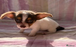 Chihuahua dogs for sale: Chihuahua cross King Charles  - Image 4